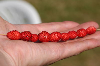 Cropped image of person holding berries