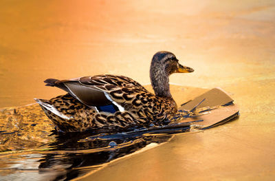 Close-up of a duck