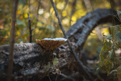 Close-up of mushroom growing on log in forest