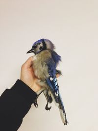 Close-up of bird