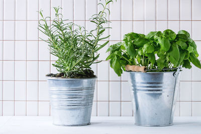 Close-up of potted plants on table against white tiled wall