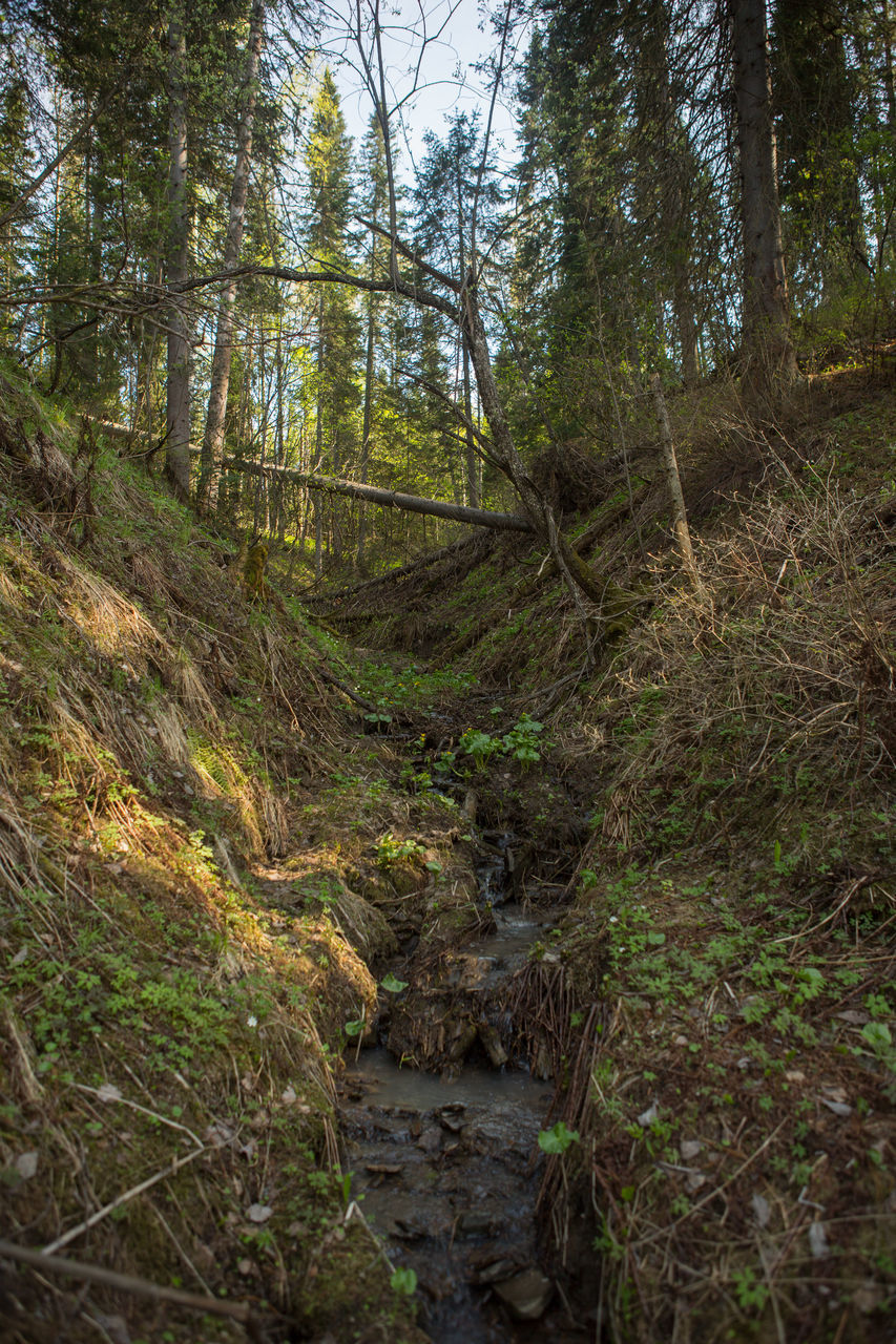 PLANTS GROWING IN STREAM