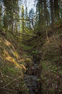 Trees growing in forest