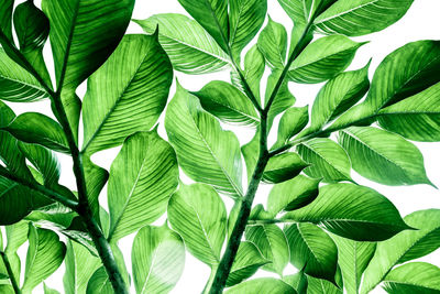 Full frame shot of green leaves