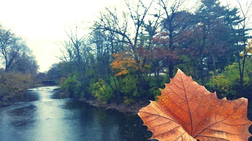 Autumn leaves in water