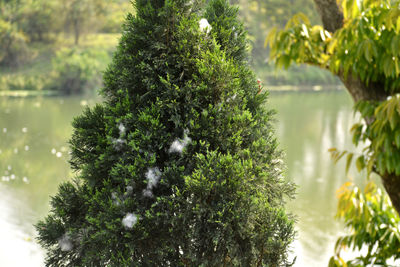 Close-up of tree by lake