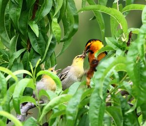 Close-up of bird perching on plant