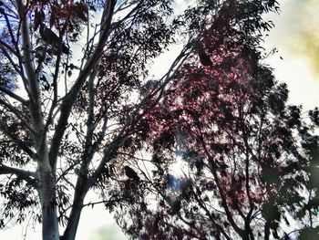 Low angle view of trees against sky