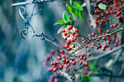 Low angle view of berries on tree