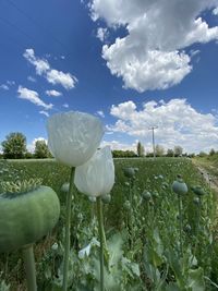 White flowering plants on field against sky