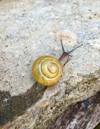 High angle view of snail on rock