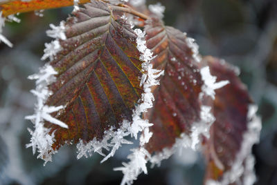 Close-up of frozen leaves during winter