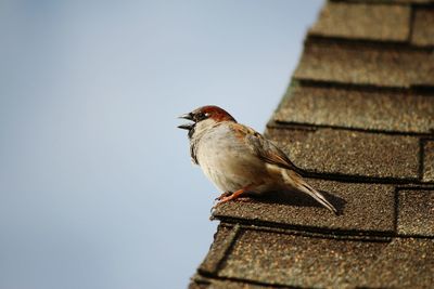 Low angle view of bird perching against clear sky