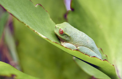 Australian dainty - or graceful - green tree frog ranoidea gracilenta on a green succulent leaf.
