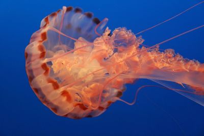 Close-up of jellyfish swimming in aquarium