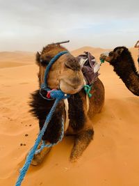 View of an animal on sand, morocco 