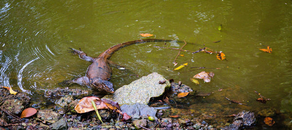 Monitor lizard swimming in lake