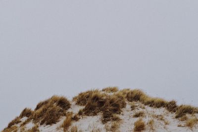 View of cat on snow covered land