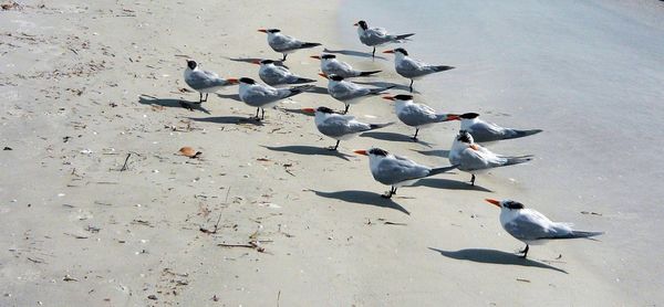 High angle view of seagulls flying over water