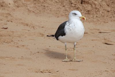 Bird perching on sand at beach