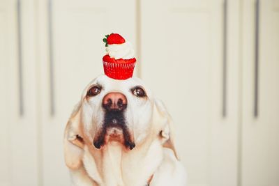 Close-up portrait of labrador retriever with red cupcake on head at home