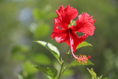 Close-up of red hibiscus flower