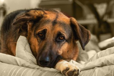 Close-up portrait of dog lying on bed