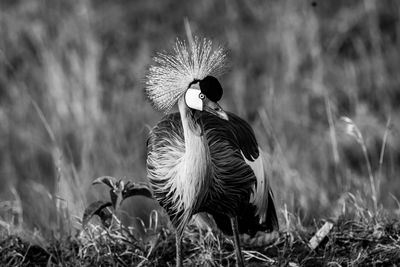 Close-up of a bird on field