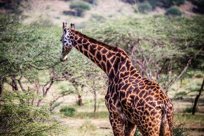 View of a giraffe