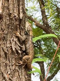 Bird on tree trunk