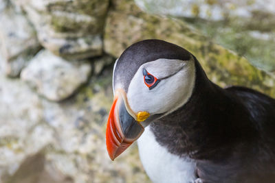 Close-up of swan