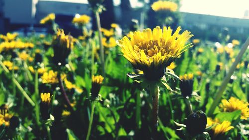 Close-up of yellow flower blooming in field