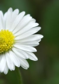 Close-up of white daisy blooming outdoors