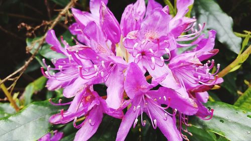 Close-up of flowers against blurred background