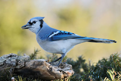 Close-up of bird perching on rock