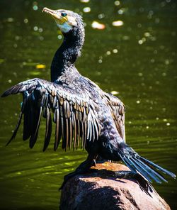 Close-up of bird perching on lake