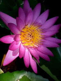 Close-up of pink flower