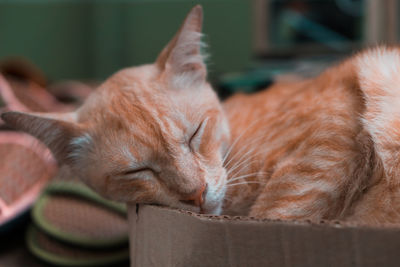 Close-up of cat sleeping