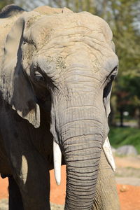 Close-up of elephant