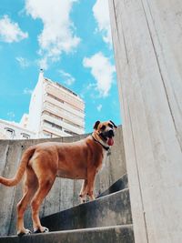 Dog standing in front of built structure against sky