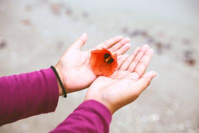 Cropped hands holding red flower at beach