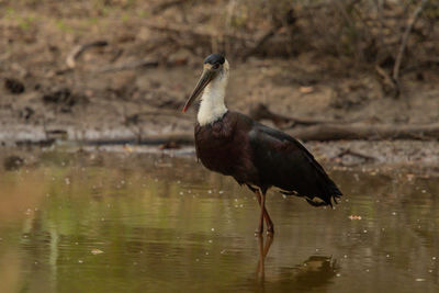 Bird perching on a lake