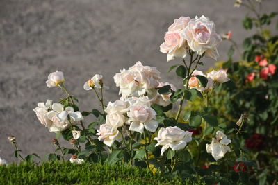 Close-up of white flowering plants on field