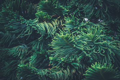 Close-up of pine tree