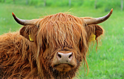 Portrait of cow in grass