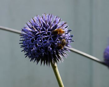 Close-up of bee on purple flowering plant