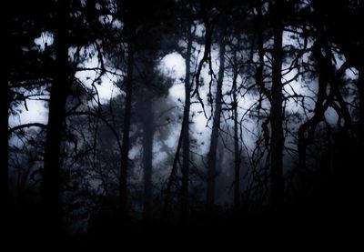 Silhouette of trees in forest