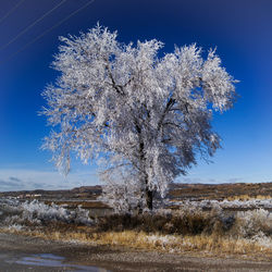 Low angle view of trees on field against clear blue sky