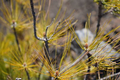 Close-up of plant growing on field