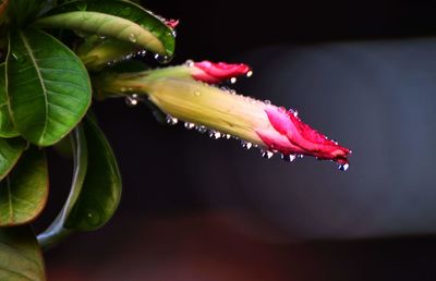 Close-up of water drops on red flowering plant